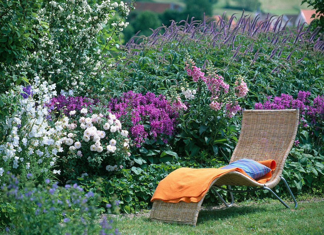 Stachys (cistus), Rosa (rose)