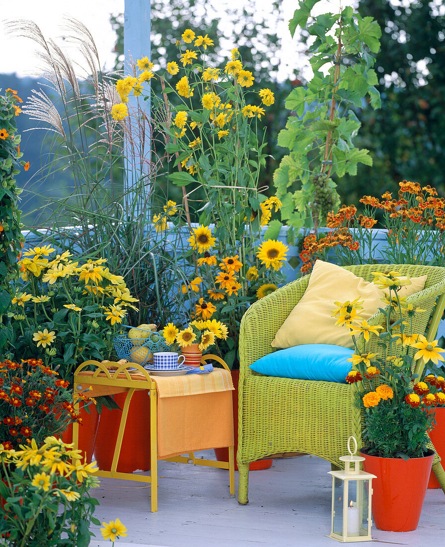 Rudbeckia (Sonnenhut), Helianthus (Sonnenblume)