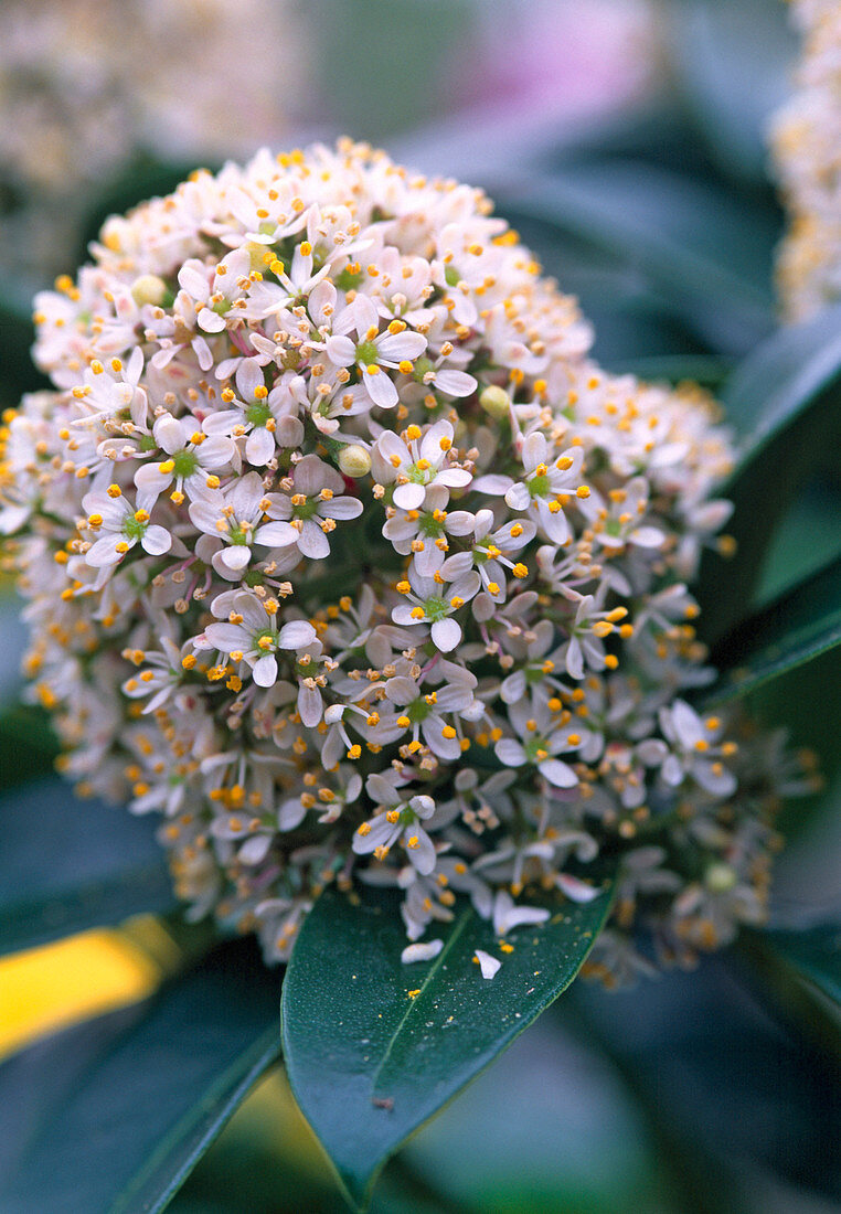 Skimmia japonica ' Rubella ' (Blütenskimmie)