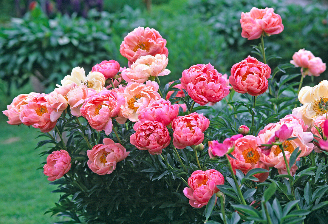 Paeonia 'Coral Charm' (half-blooming peony)