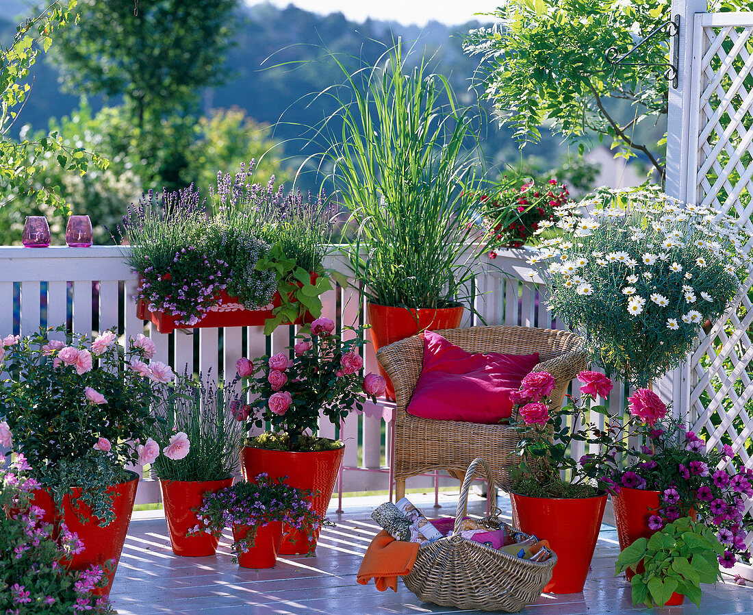 Rosa (roses), Argyranthemum (daisy)