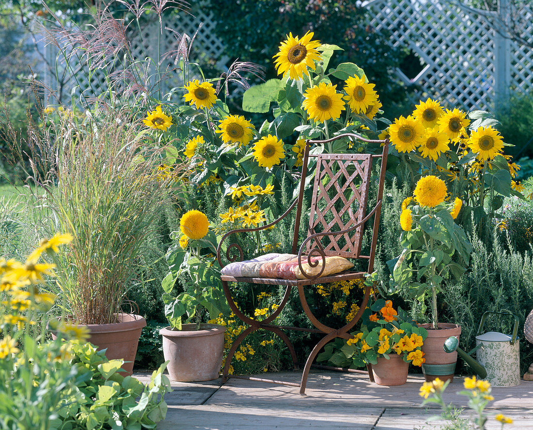 Helianthus 'Prado Gold', 'Teddy Bear' (Sunflowers)