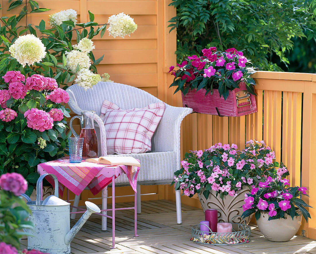 Hydrangea 'London', 'Lime Light' (Hydrangea)