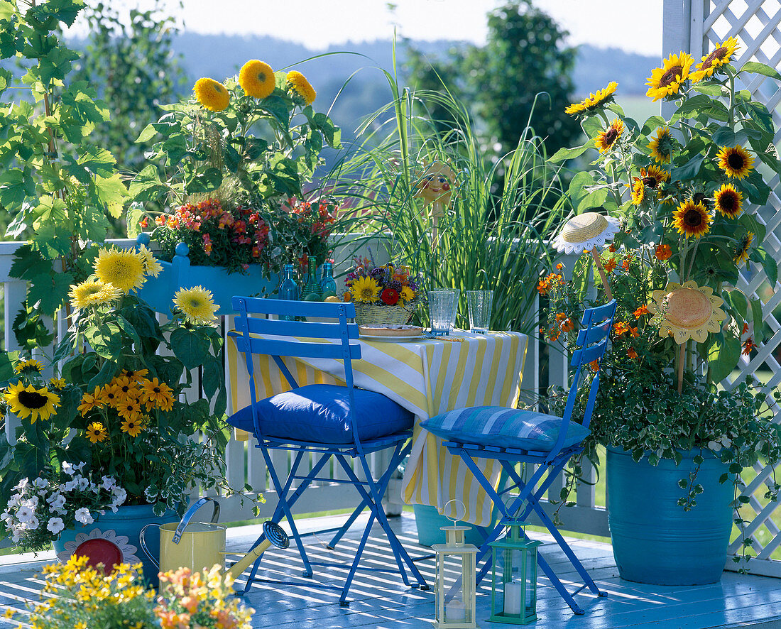 Helianthus ' Teddybär ' - ' Starburst Aura ' - ' Ring of Fire '