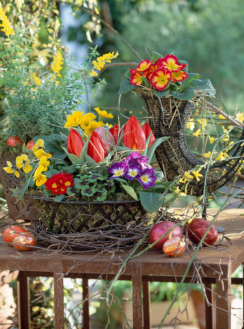 Egg baskets with Primula acaulis (cushion primrose)