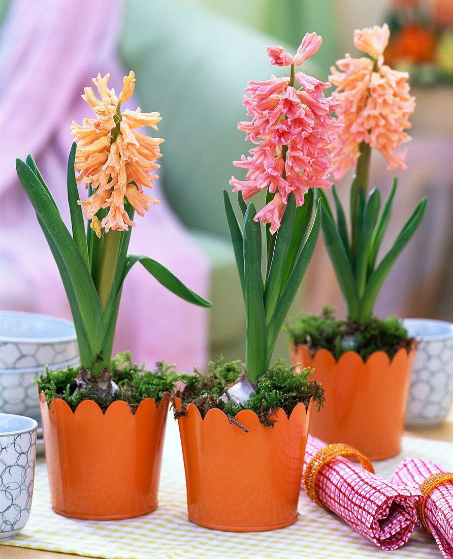 Hyacinthus 'Gipsy Queen' und 'Fondant'