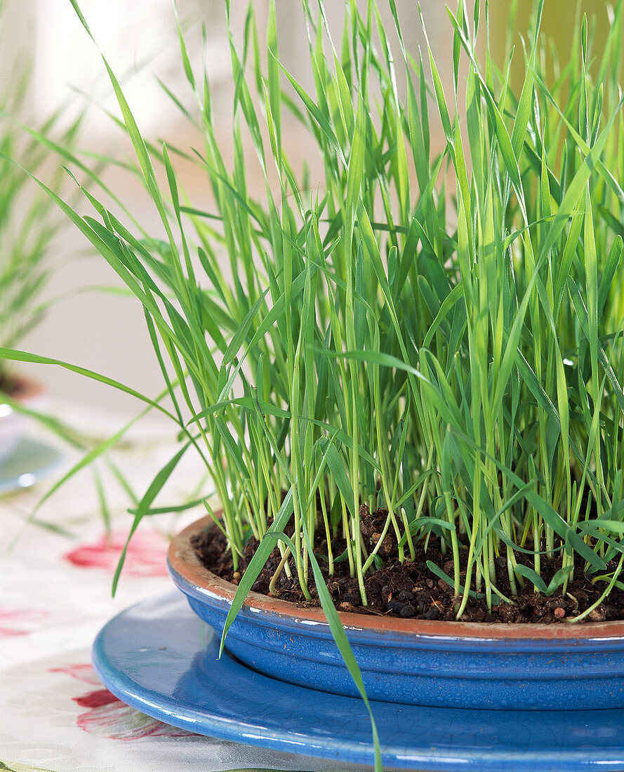 Germinated wheatgrass