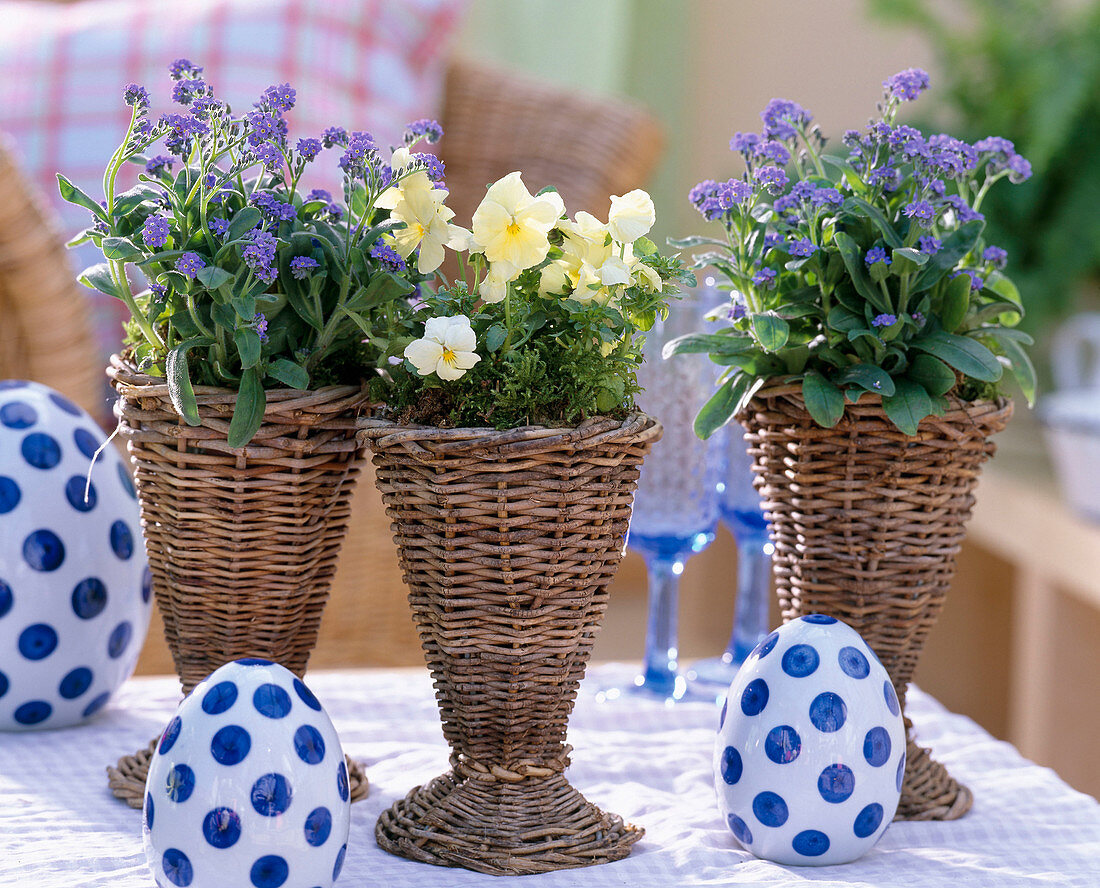 Myosotis 'Myomark' (Forget-me-not, Viola)