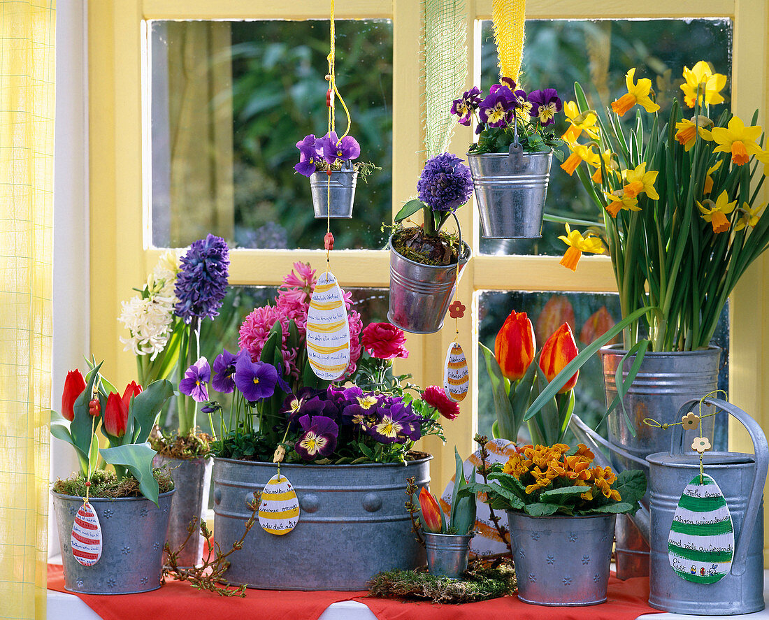 Narcissus 'Jetfire' (daffodils), Tulipa 'Flair' and 'Red Paradise' (spring primroses)