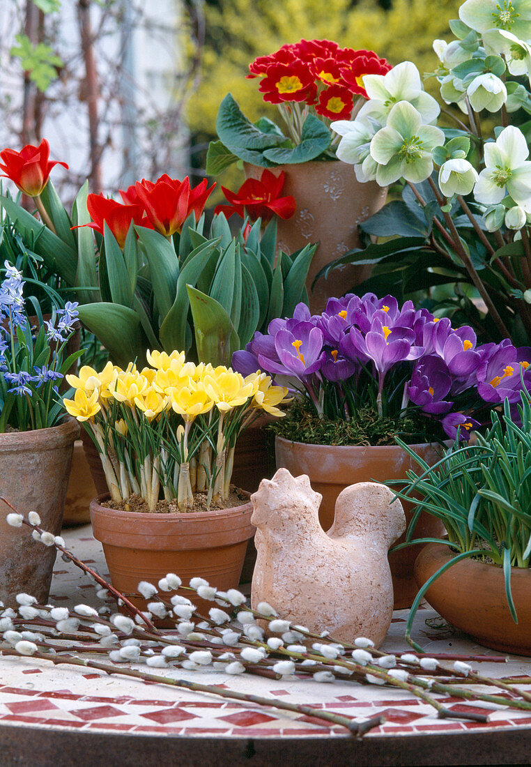 Crocus 'Remembrance' (purple), 'Cream Beauty' (yellow)