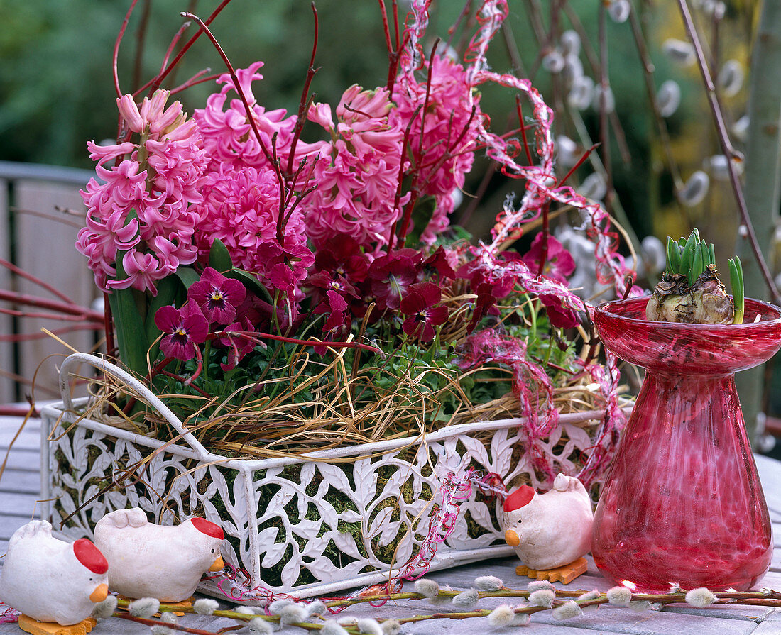 Hyacinthus orientalis (Hyacinths), Viola cornuta (Horned violet)