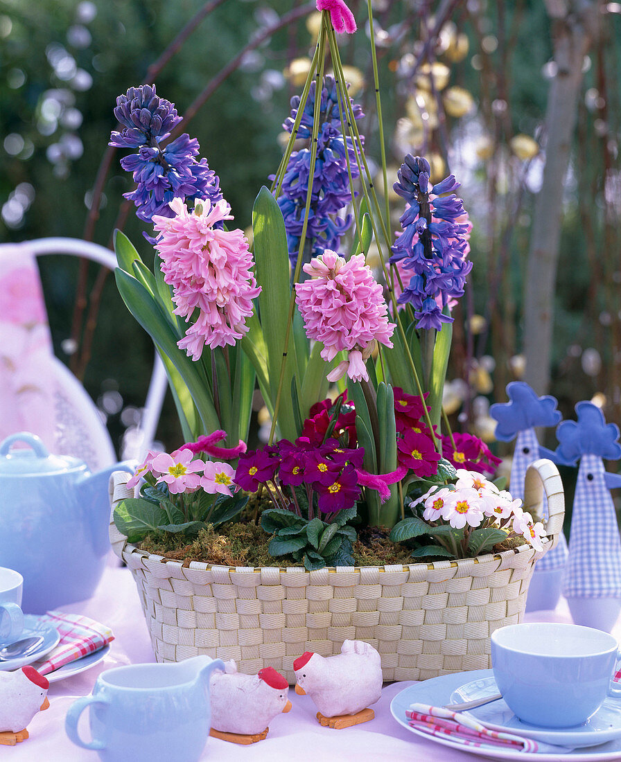 Hyacinthus (Hyacinth), Primula acaulis (Spring primroses), Equisetum (Box)