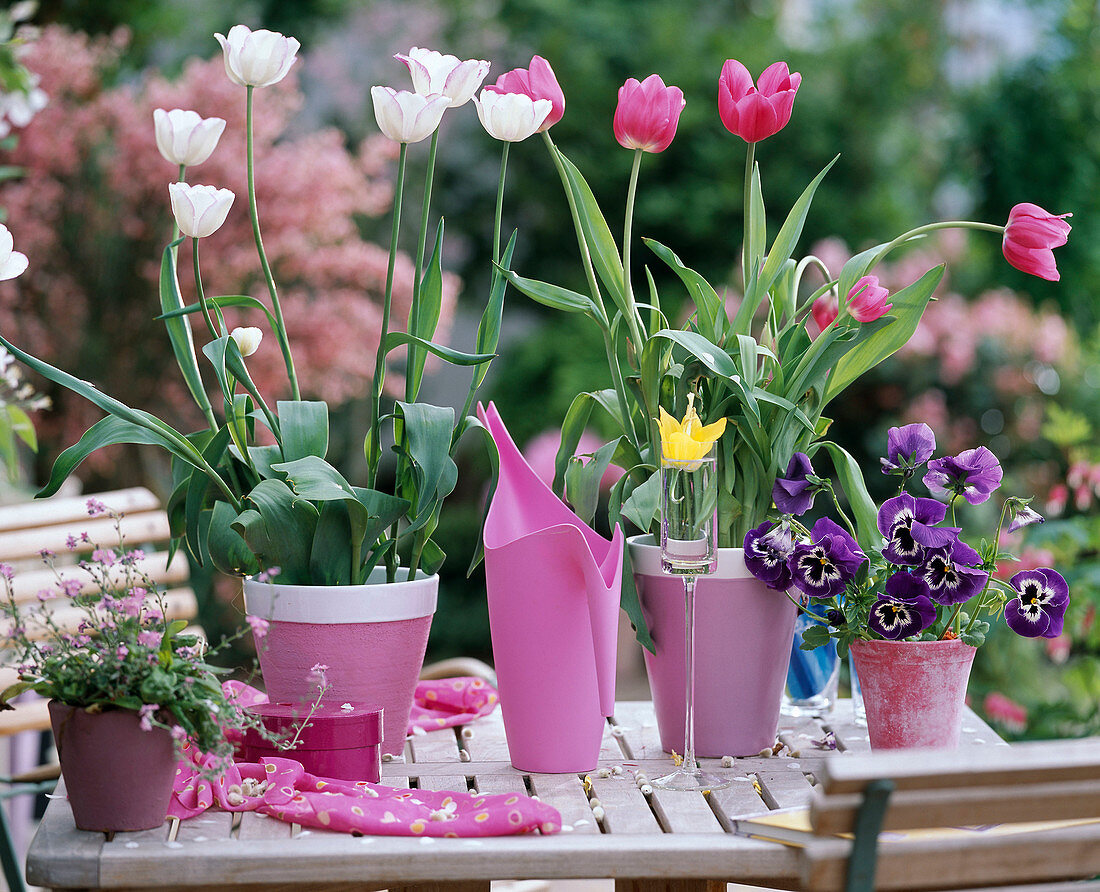 Tulipa 'Shirley' rosa, Muscari (Traubenhyazinthe)