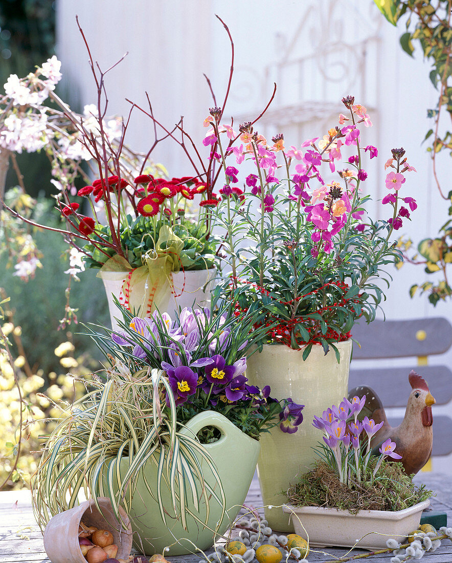 Erysimum 'Sweet Sorbet' (gold lacquer), bellis (daisy)