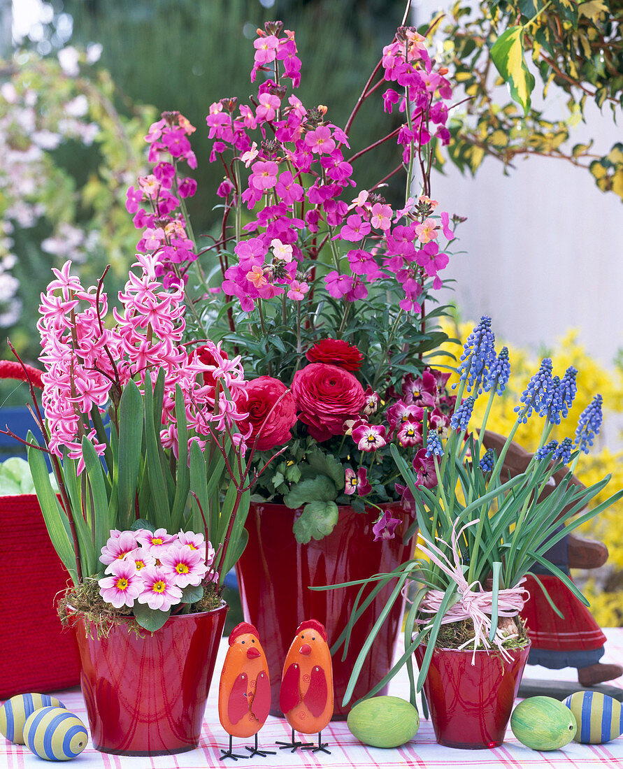 Erysimum 'Sweet Sorbet' (Gold Lacquer), Hyacinthus (Hyacinth)