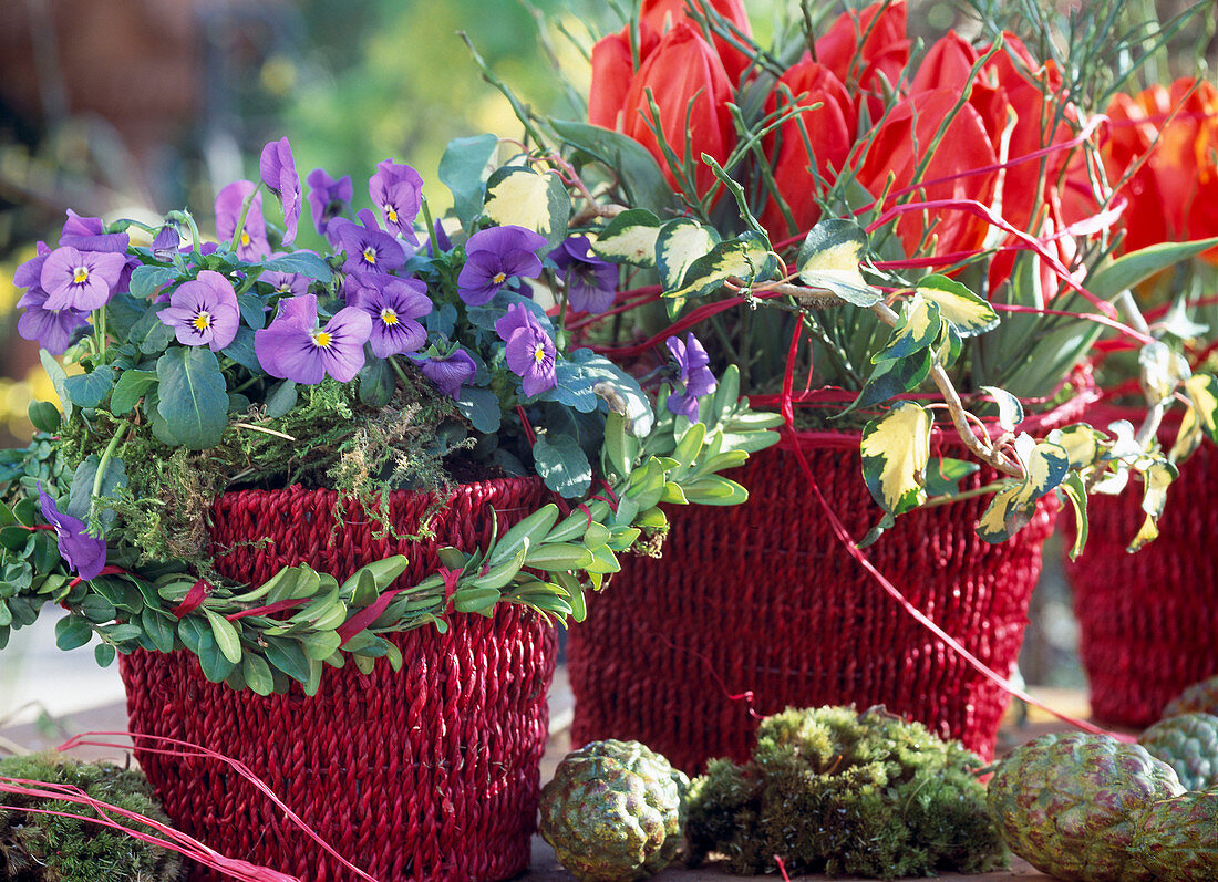 Baskets with Viola (horned violet), Tulipa (mini tulips)