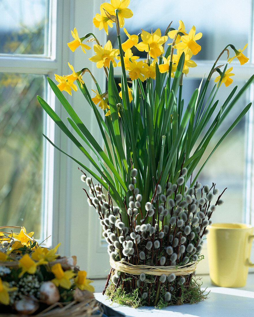 Narcissus 'Tete Á Tete', pot encased in willow catkins