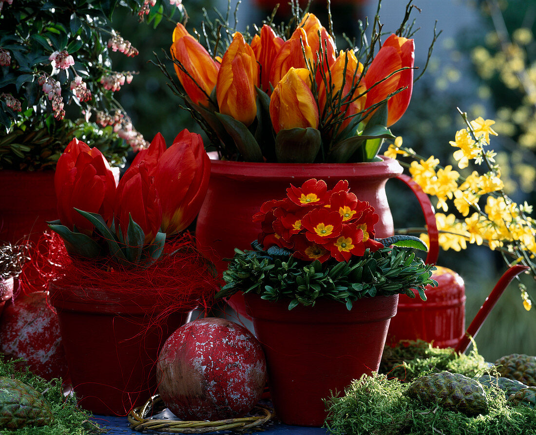 Tulipa 'Red Paradise' and 'Flair', Salix caprea 'Pendula', Primula (cushion primrose)