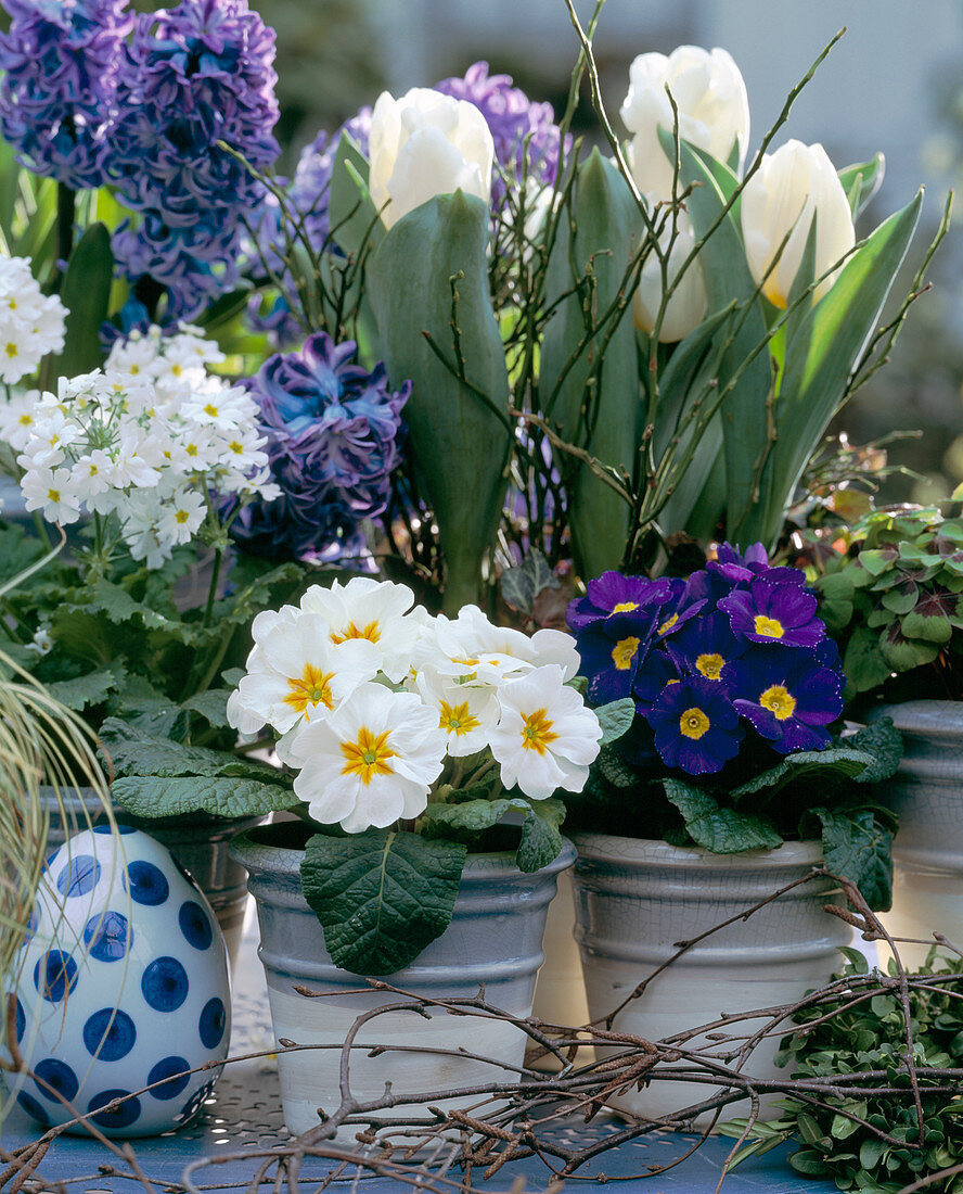 Primula acaulis (Cushion Primrose), Primula obconica, Tulipa (Tulips)