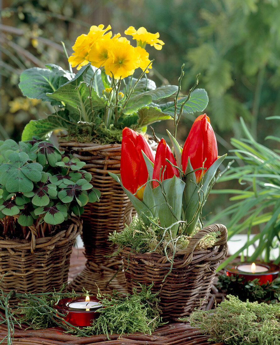 Körbe mit Tulpen, Primula elatior, Oxalis (Klee), Teelicht