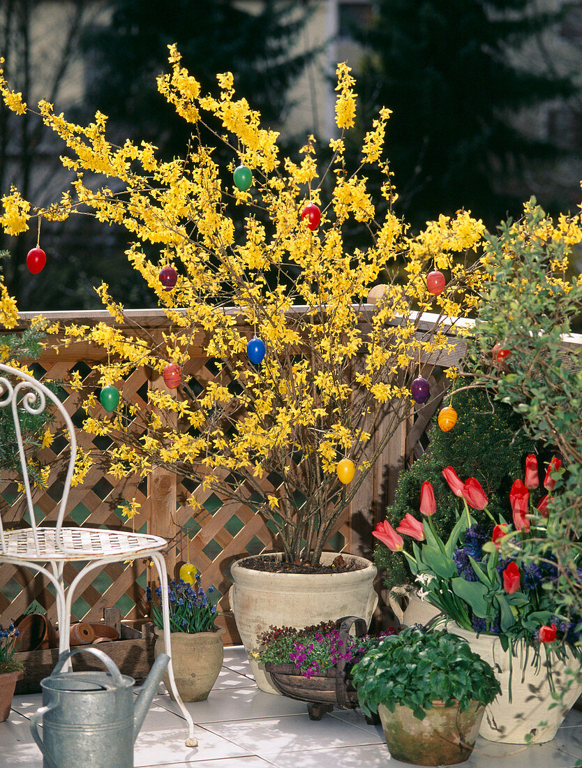 Forsythie mit Osterschmuck, Holzstuhl