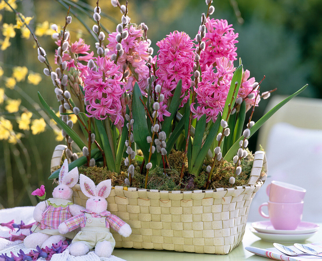 Hyacinthus orientalis (hyacinth) in oval basket