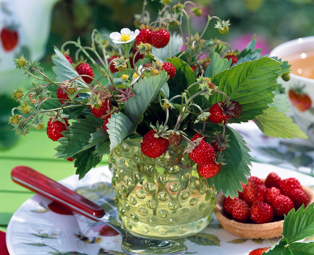 Fragaria hortensis (Monatserdbeeren)