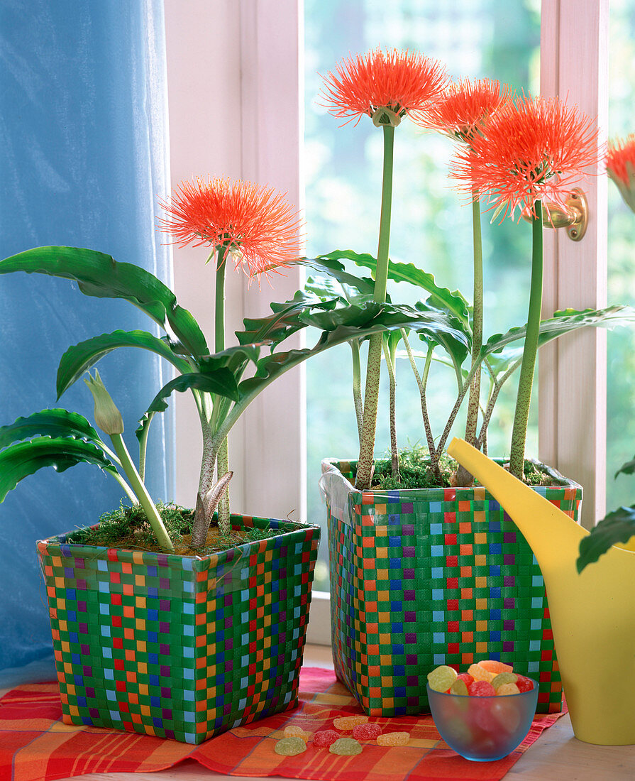 Haemanthus multiflorus (blood lily)