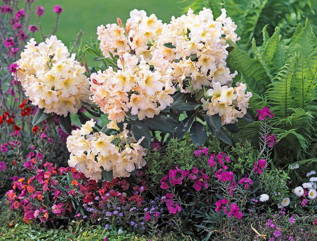 Rhododendron 'Amber'