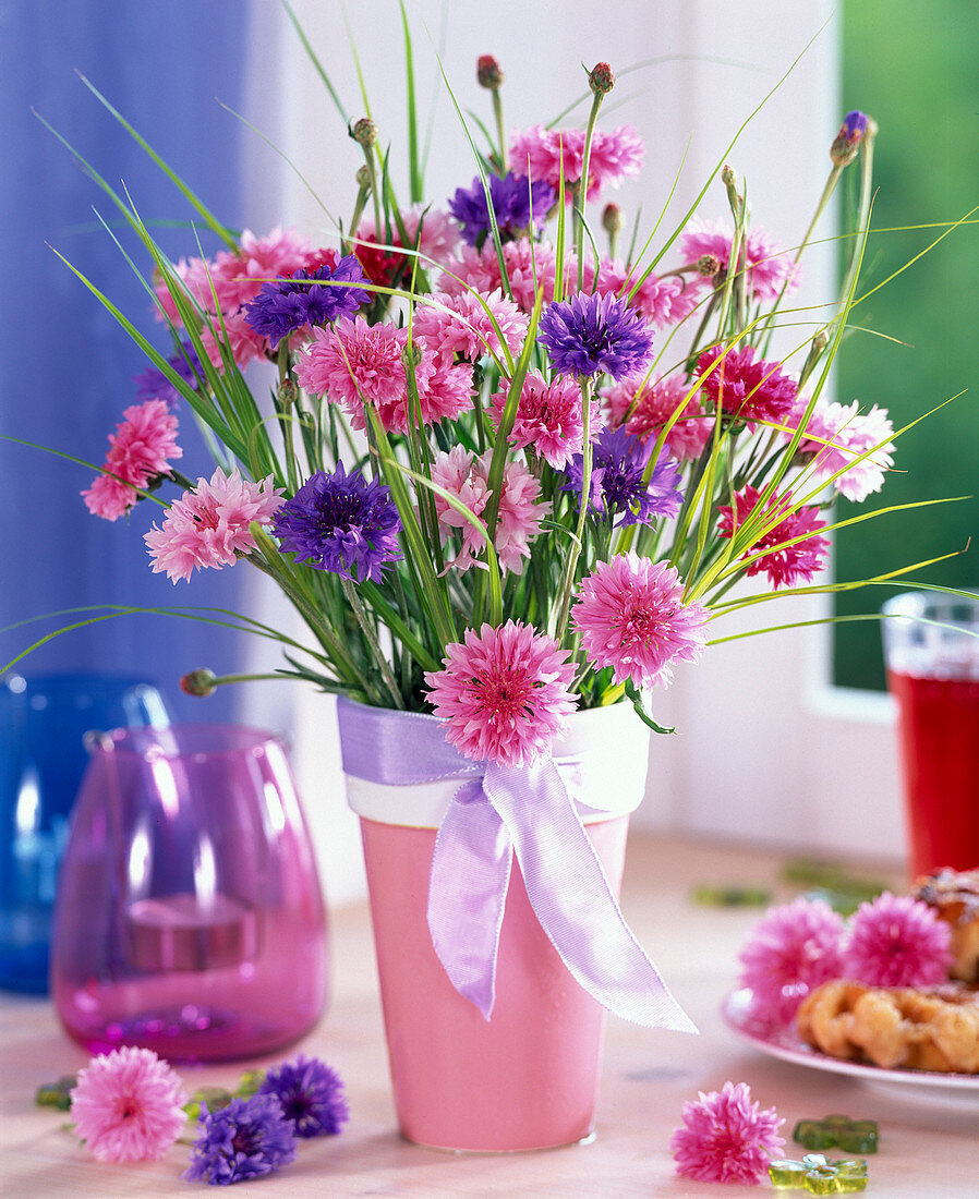 Centaurea (Kornblumen) rosa und blau