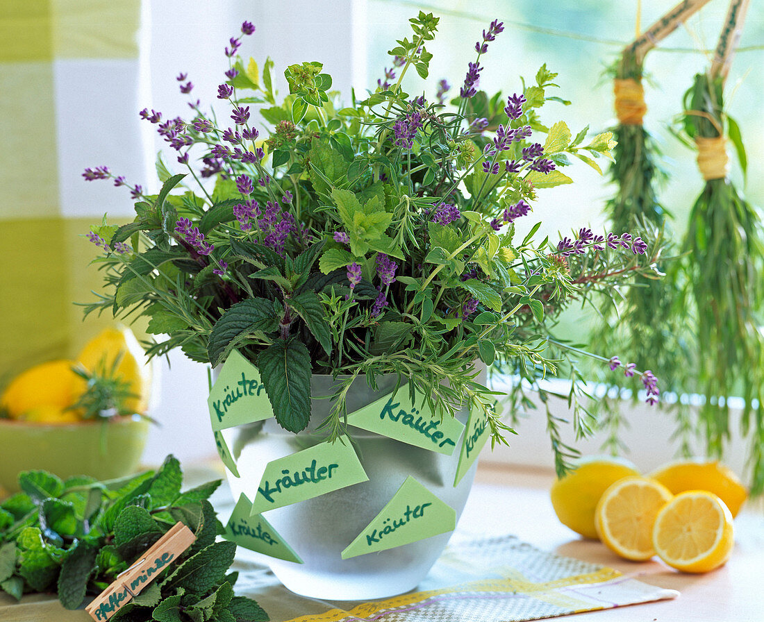 Mentha (Pfefferminze), Lavandula (Lavendel)