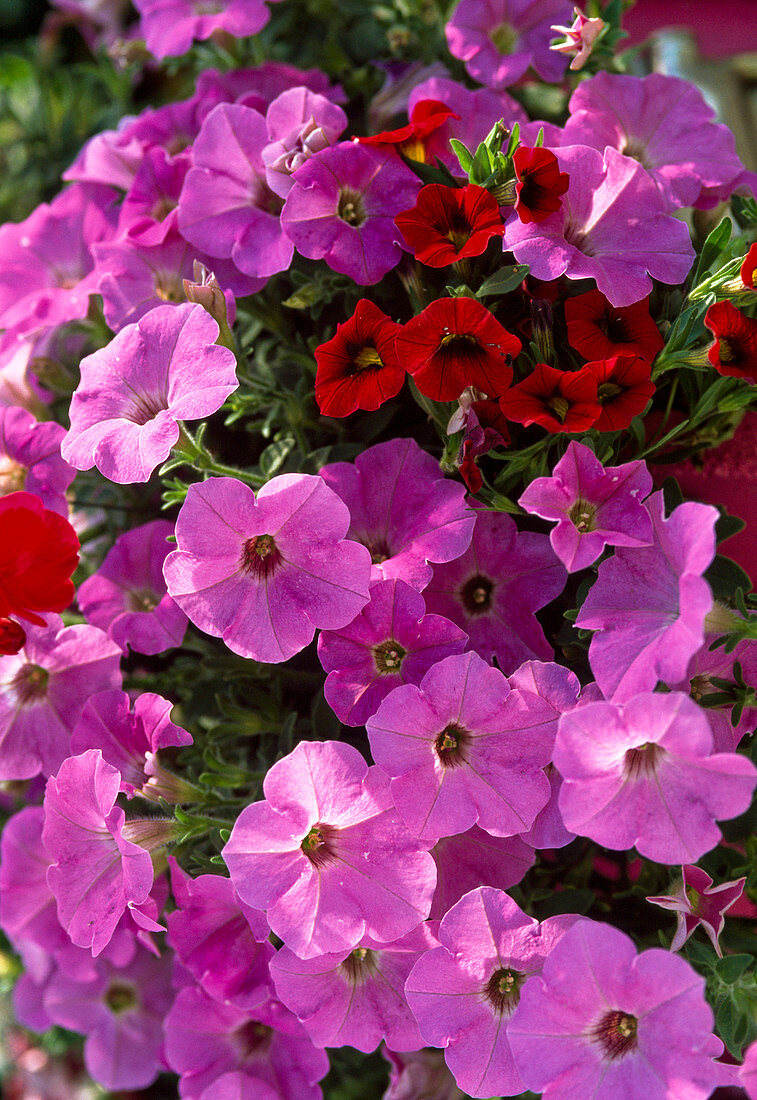 Petunia Supertunia 'Lavender Pink' (Petunia)