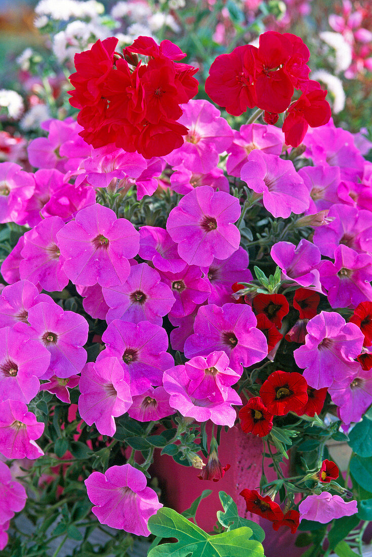 Petunia Supertunia 'Lavender Pink' (Petunia)