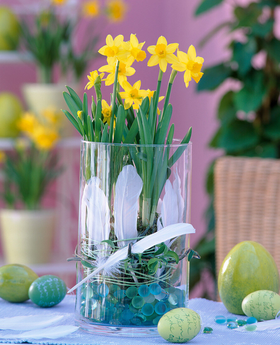 Narcissus 'Tete a Tete' (daffodil)