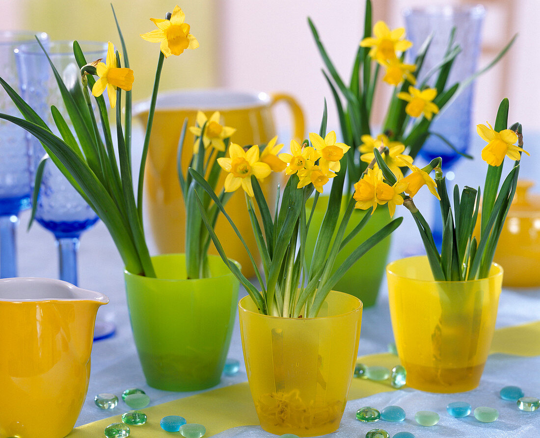 Narcissus 'Tete a tete' (Daffodils)