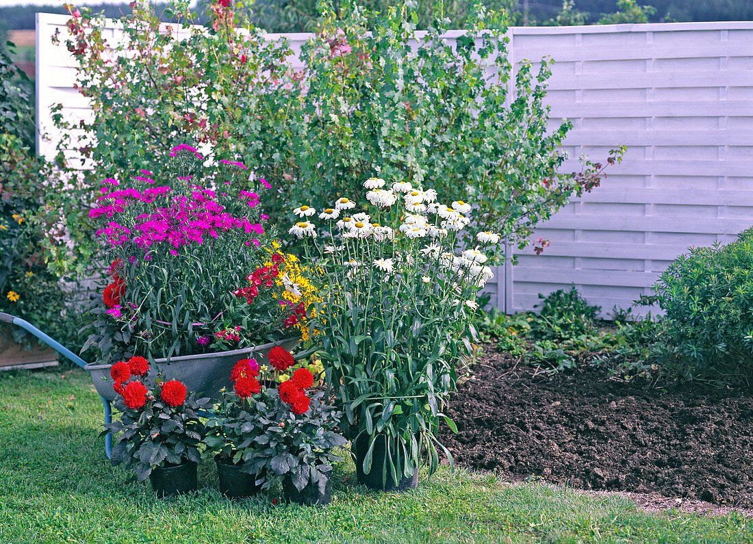 Planting a colourful summer bed (5/7)