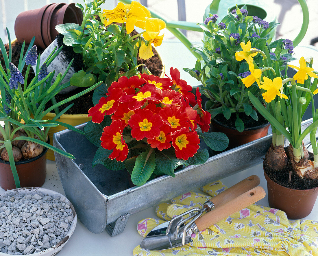 Ingredient style: 'Plant zinc gutter': Primula (Primrose)