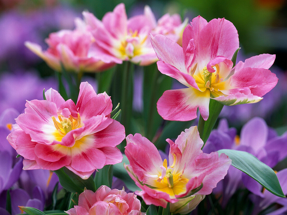 Tulipa 'Peach Blossom' (filled tulip)