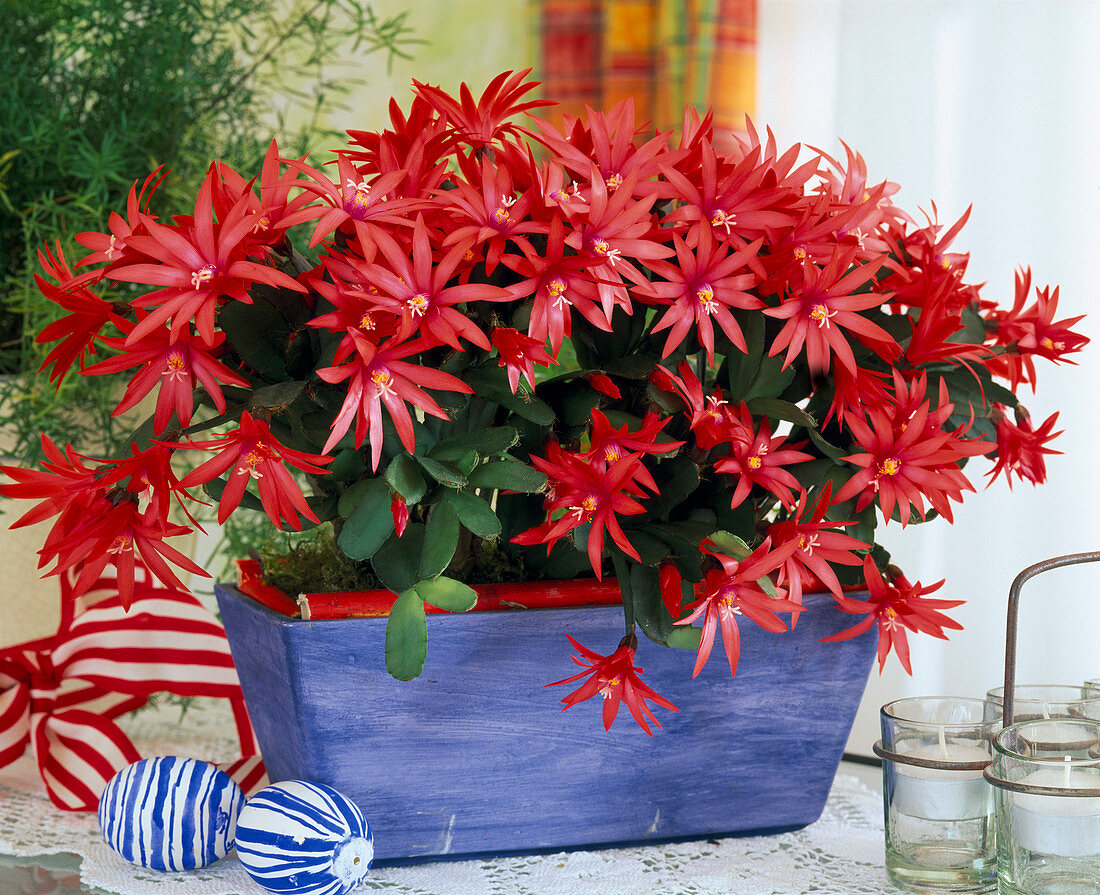 Rhipsalidopsis gaertneri (Easter cactus)