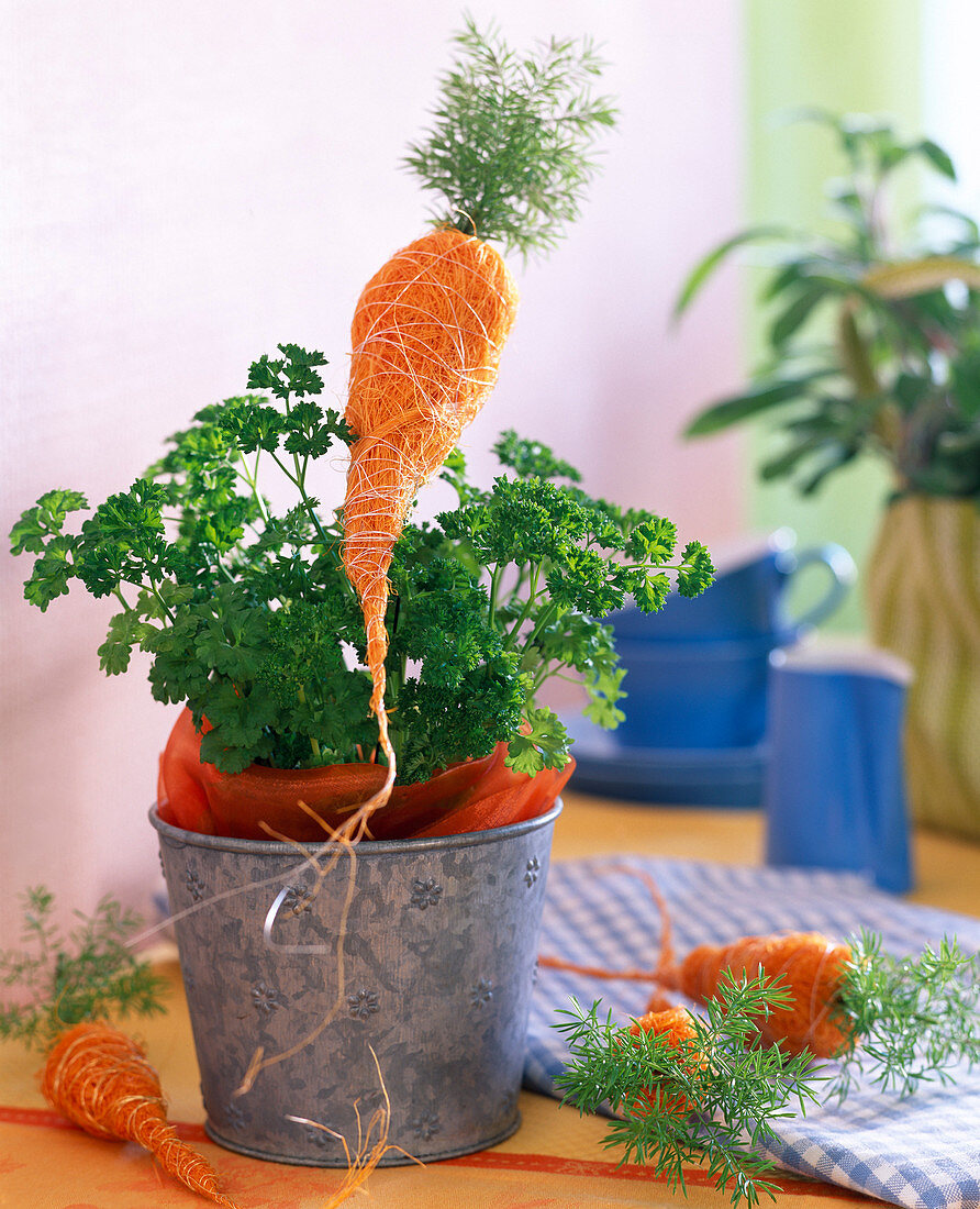 Petroselinum (Parsley) decorated in a tin pot