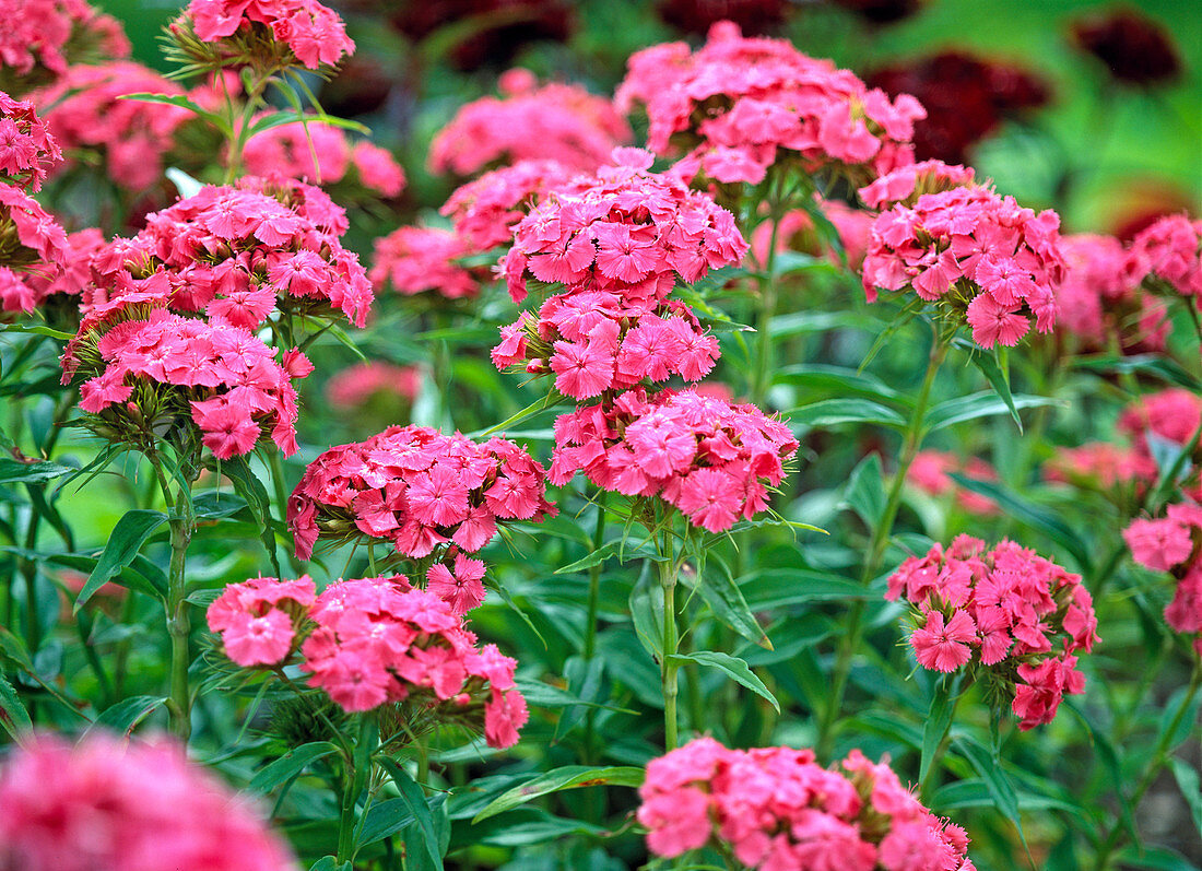 Dianthus barbatus (dark pink bearded carnation)