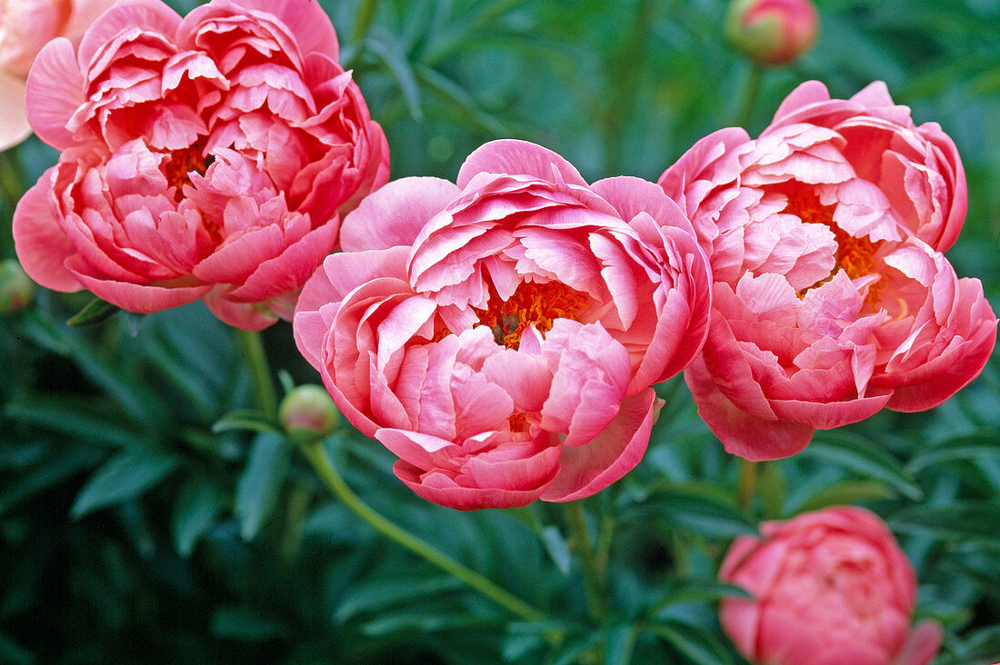 Paeonia 'Coral Charm' (half-blooming peony)