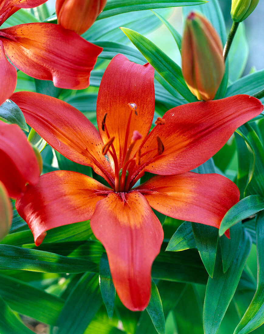 Lilium asiaticum (Asiatische Lilie)