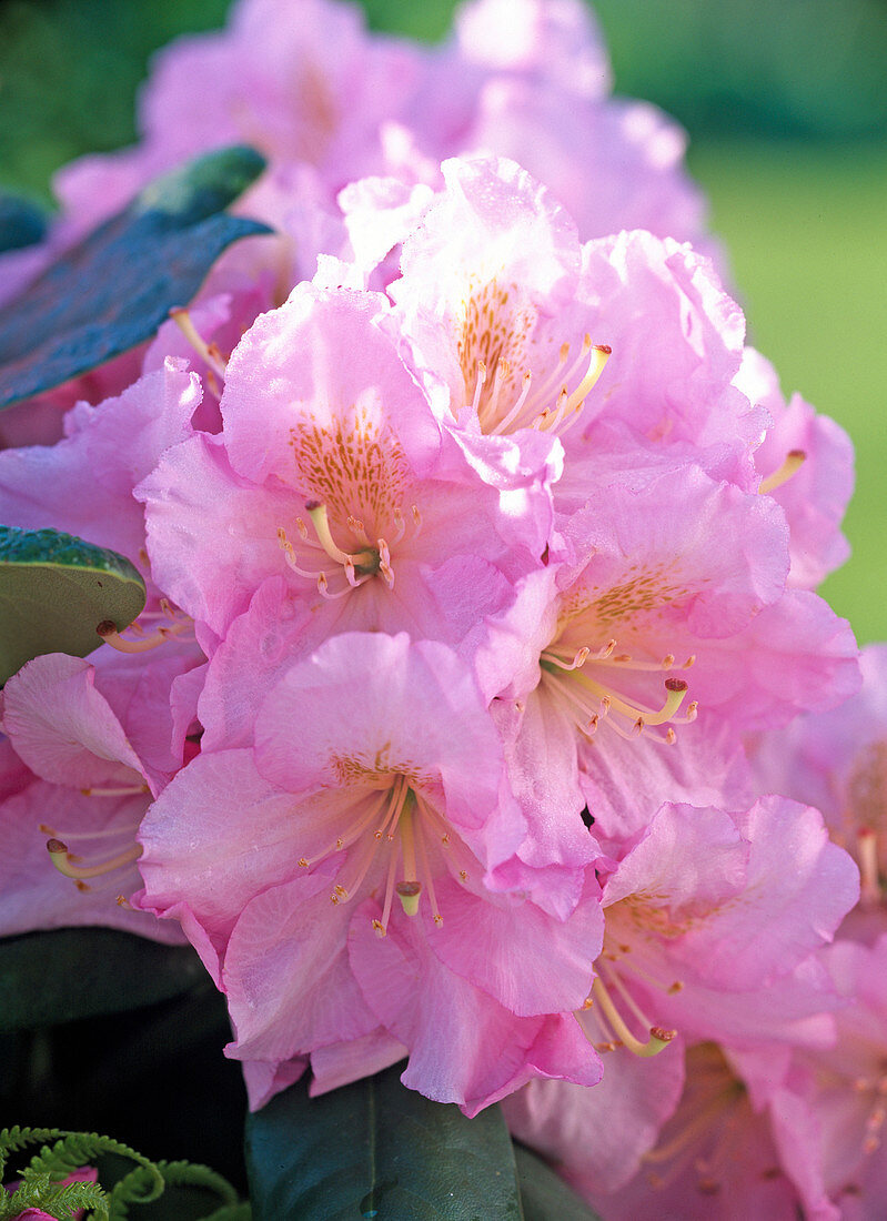 Rhododendron ' Scintillation ' (Alpenrose)