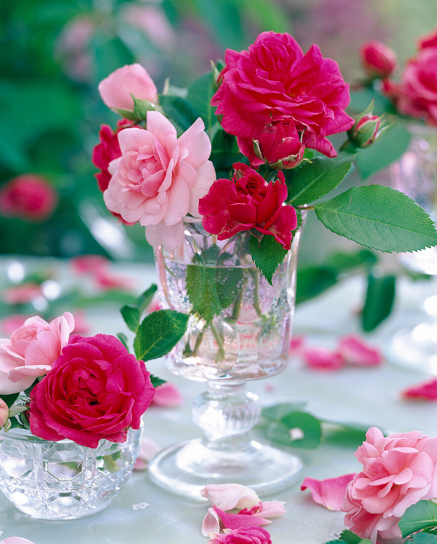 Pink (pink and pink roses)