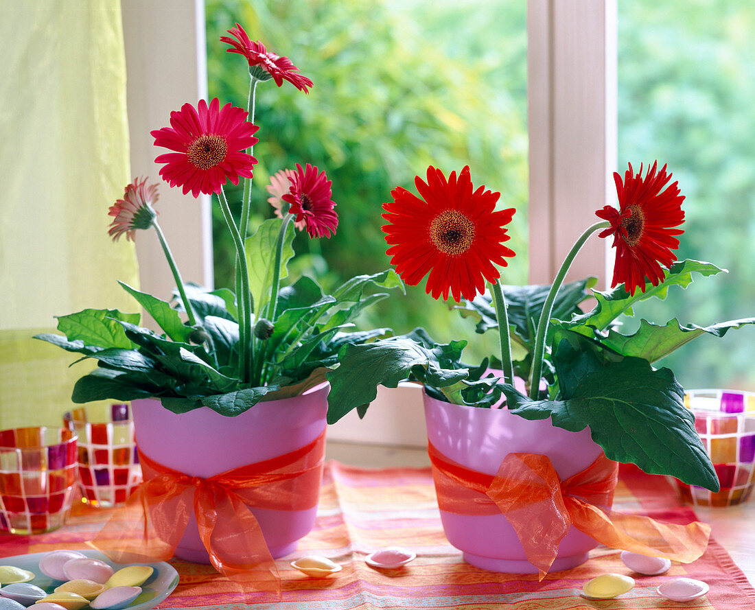 Gerbera in pink pots