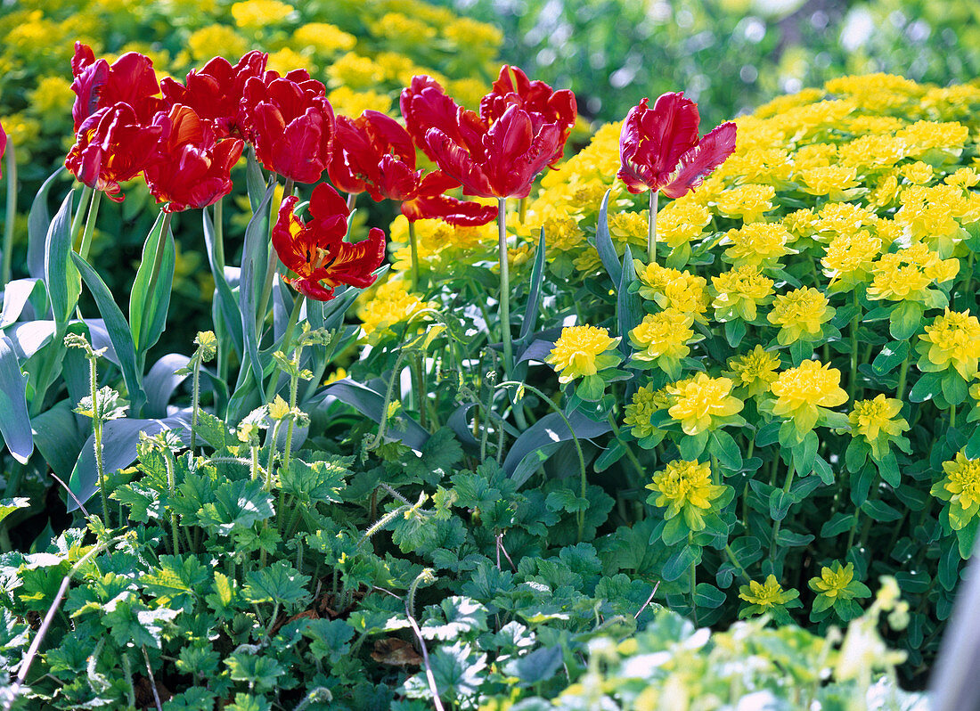 Tulipa 'Rococo' (Papagei-Tulpen)