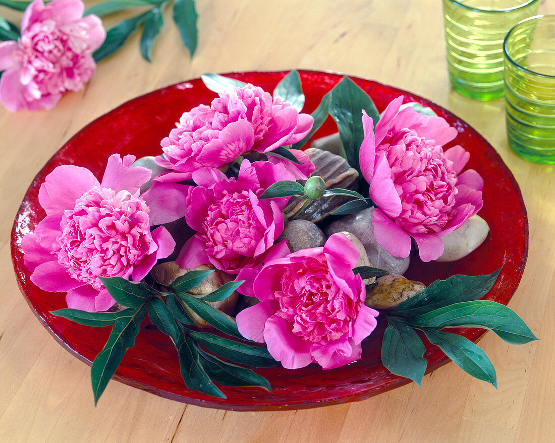 Paeonia (peony) in red glass bowl