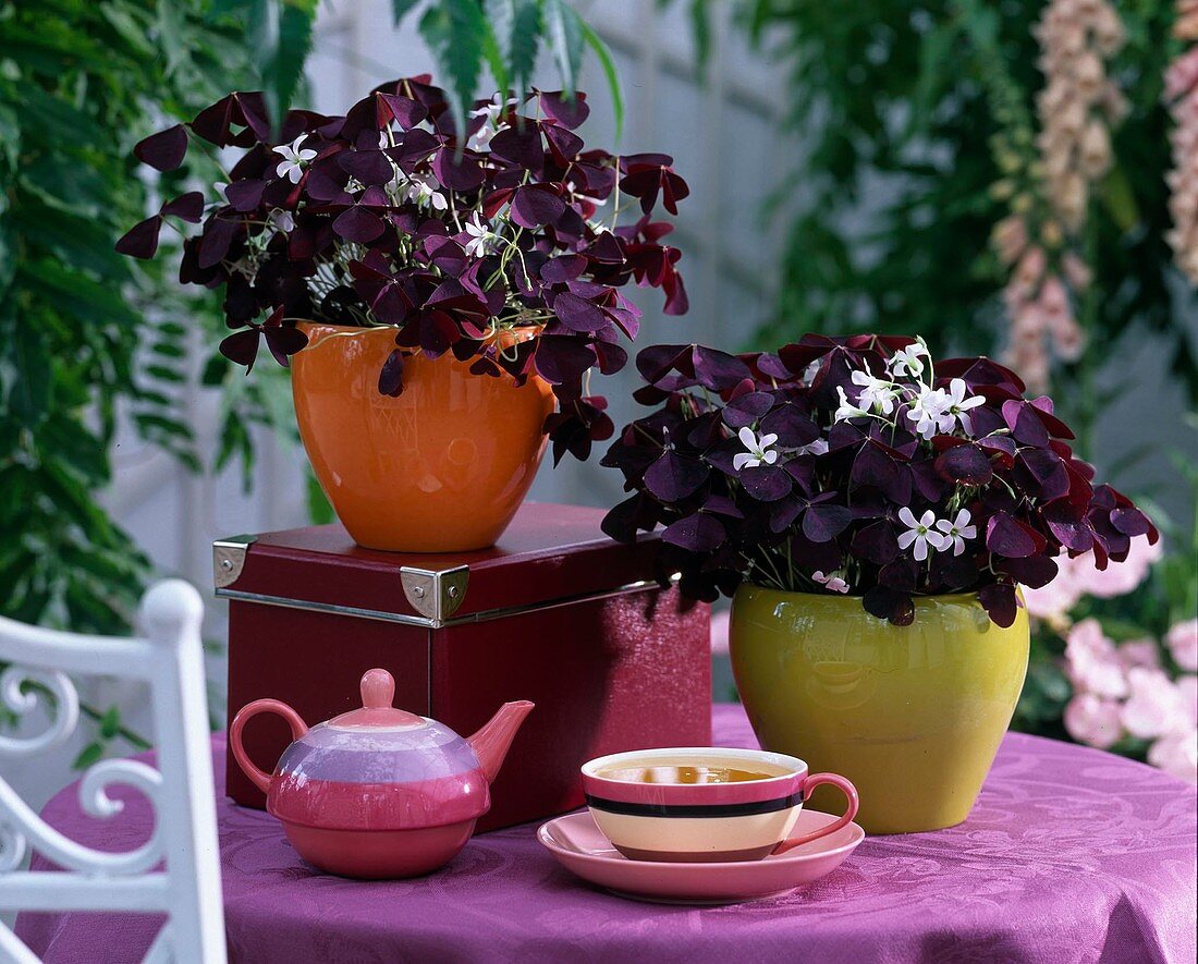 Oxalis triangularis Xalis ' Burgundy Wine ' (rotblättriger Klee)