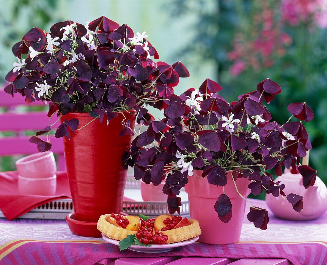 Oxalis triangularis Xalis 'Burgundy Wine' (Zierklee)